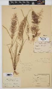 Image result for Oxygonum dregeanum