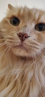 Boop for good luck! : r/cats