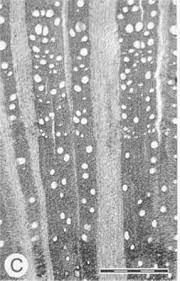 Image result for Albertisia exelliana