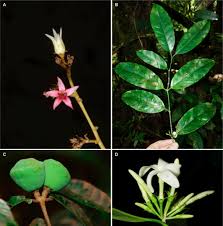 Image result for Hunteria myriantha