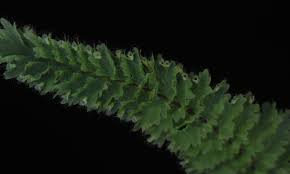 Image result for Crepidomanes fallax