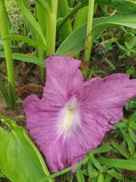 Image result for Siphonochilus