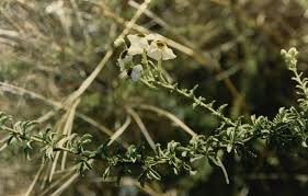 Image result for Jamesbrittenia albobadia