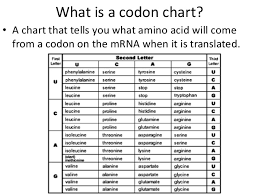 Biology Codon Chart