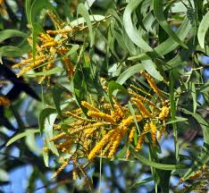 Image result for Acacia auriculiformis