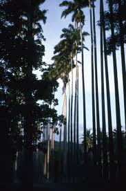 Image result for Roystonea oleracea