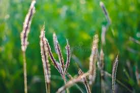 Image result for Dichanthium annulatum