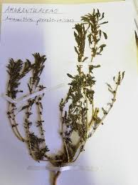 Image result for Amaranthus praetermissus