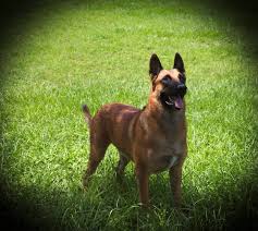 Belgian shepherd malinois · sanford, fl. K 9 Breeds German Shepherds And Belgian Malinois Jen J Danna Sara Driscoll Mystery And Thriller Author