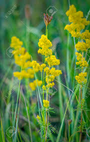 Maybe you would like to learn more about one of these? Goldenrod Yellow Flowers Of Weed Blooming In A Field Among Grass Stock Photo Picture And Royalty Free Image Image 127576372