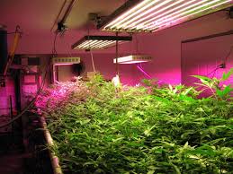 The distinct types of grow lights available perform differently and have different the light boasts of some of the most superior features in the grow lights realm. Grow Lights For Plants Like Cannabis Led Grow Lights Judge