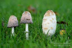 Image result for Coprinus comatus