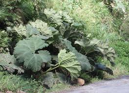 Image result for Gunnera