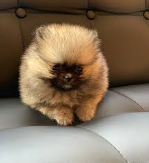 Teddy Bear Black And Brown Pomeranian 25 Teddy Bear Dog Breeds Cutest Dogs You Ever See Teddy Bear Dog Bear Dog Breed Teddy Bear Pomeranian