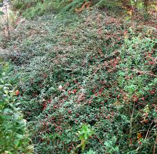 We did not find results for: Cotoneaster Dammeri Coral Beauty A Evergreen Shrub With Small Glossy Dark Green Leaves And Small White Flo Evergreen Shrubs Small White Flowers Cotoneaster