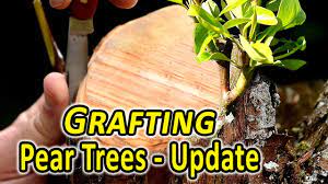 After you read our instructions, watch this video so that you better understand the cuts made during whip and tongue grafting. Grafting Fruit Trees A Few Techniques Video General Fruit Growing Growing Fruit