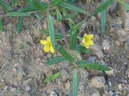 Image result for Cienfuegosia digitata