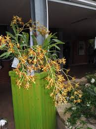 Image result for Ansellia