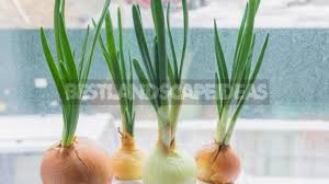 Growing green onions, also known as scallions, rewards home growers with the pungent flavor of onions in far less time than it takes to bring a bulb onion to maturity. How To Grow Green Onions In A Bottle Best Landscape Ideas