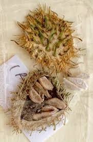 Image result for Raphidiocystis jeffreyana