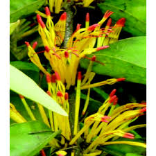 Image result for Phragmanthera