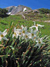 Fiori gialli piccoli simili ai narcisi ~ adorable spring bouquet! Narciso Descrizione Atterraggio Cura Pianta Narciso Foto Tipi Coltivazione Atterraggio E Cura In Terra Aperta Le Prime Varieta Di Narcisi