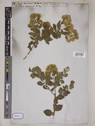 Image result for Pluchea ovalis