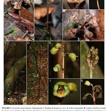 Image result for Gastrodia rwandensis