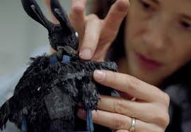 Pinocho» catapulta la animación tapatía