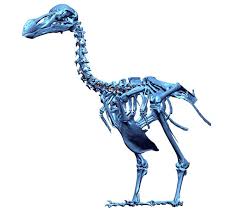 Science Graphic Of The Week 3 D Scanned Dodo Dodo Extinct And Endangered Animals Graphic