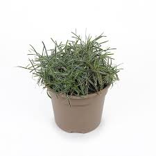 Image result for Ficinia