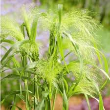 Image result for Panicum funaense