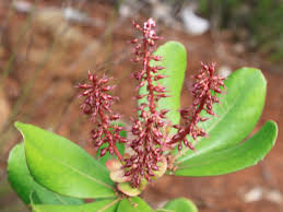 Image result for Cunonia