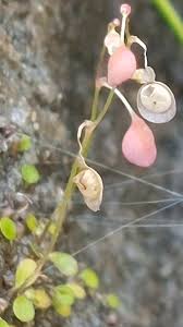 Image result for Utricularia striatula