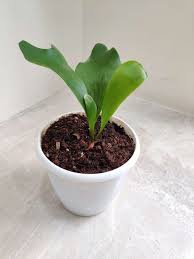 Image result for Asplenium angolense