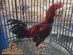 Dan juga tidak sedikit juga menolak kegiatan sabung ayam yang diadakan. Kelebihan Pama Gostan Dalam Judi Sabung Ayam Tips Sabung Ayam Online Maxbet303