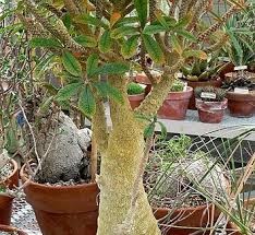 Image result for Dorstenia cuspidata