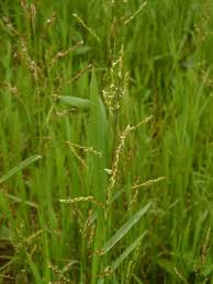 Image result for Blyxa hexandra