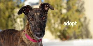 We can answer questions about behavior, recommend equipment or training techniques, or simply rejoice with you as another homeless animal becomes a loved family member. Fast Friends Greyhound Adoption