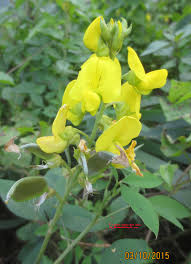 Image result for Crotalaria misella
