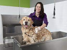 Besides good quality brands, you'll also find plenty of discounts when you shop for dog wash tub during big sales. How To Start A Self Serve Dog Washing Business