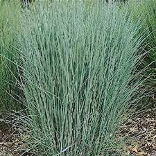 Image result for Panicum monticola