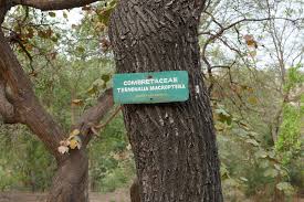 Image result for Terminalia macroptera