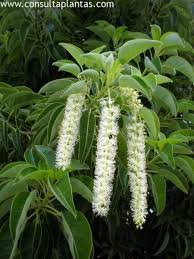 Image result for Phytolacca dioica