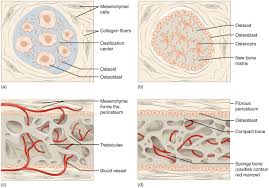 In remodeling, bone continues to form and becomes compact, returning to its original shape. Bones Fundamentals Of Anatomy For Physicians Lecturio