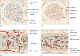 Most bones contain compact and spongy osseous tissue, but their distribution and concentration vary based on the bone's overall function. Bones Fundamentals Of Anatomy For Physicians Lecturio