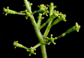 Image result for Commicarpus pilosus