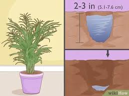 Sandy loam is the best foundation for palms because it supports root growth. How To Care For A Potted Palm Tree Wikihow