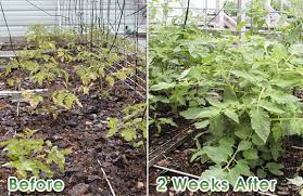 Preparing the tomato seedlings for transplanting. Tomato Fertilizer Boosters Biowash Fertilizer Boosters