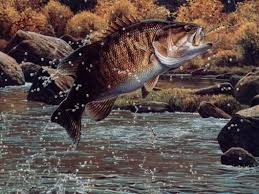 Enjoy our curated selection of 62 fishing wallpapers and background images. Bass Fishing Wallpapers Free Bass Fishing Wallpaper Download Wallpapertip